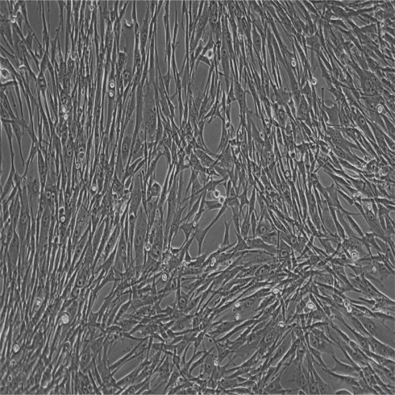 仓鼠肾成纤维细胞(BHK-21...