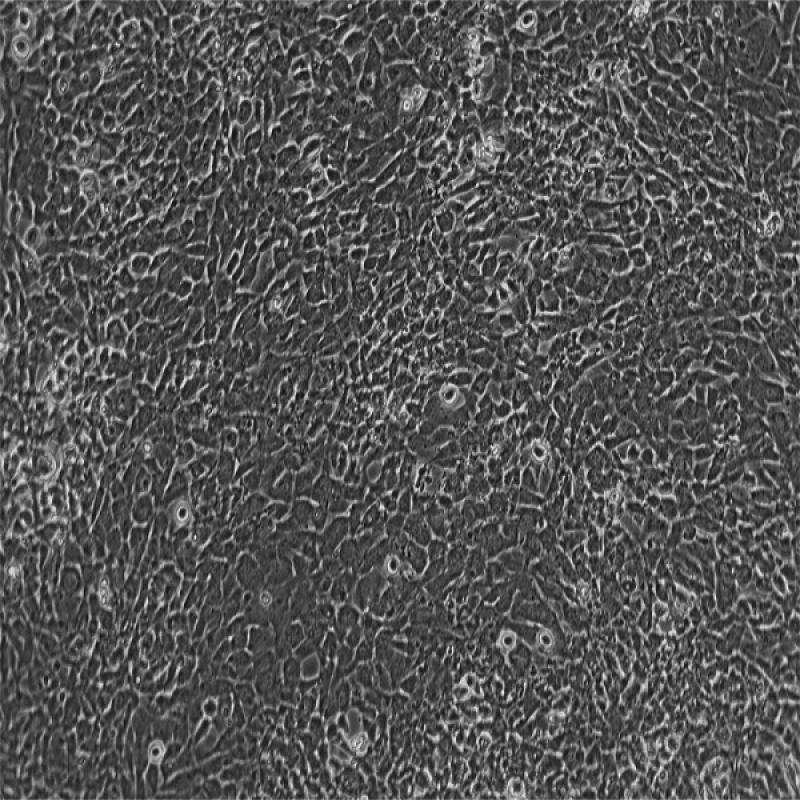 小鼠海马神经元细胞(HT22)