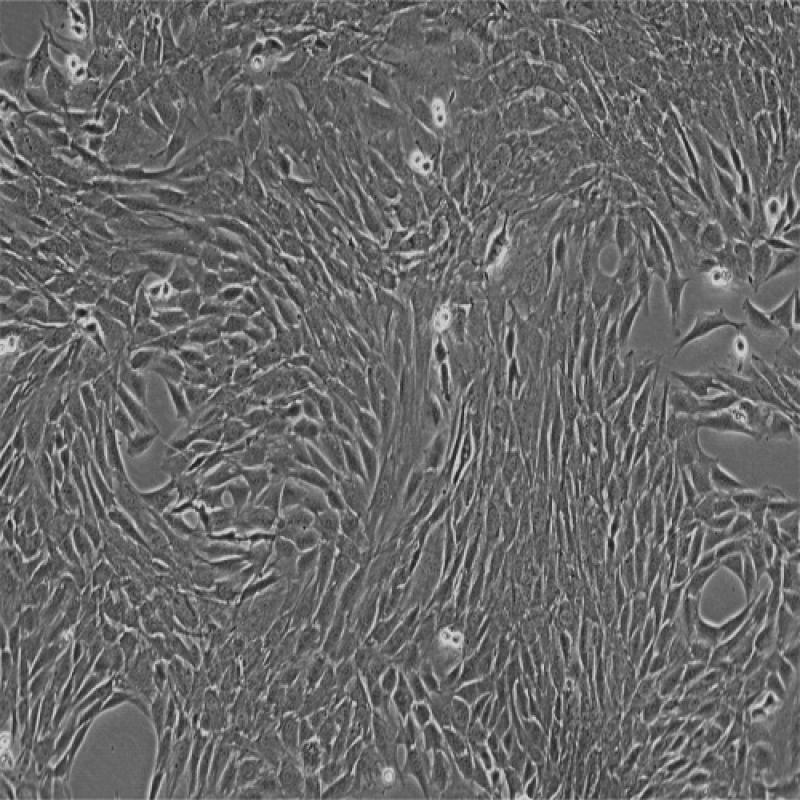 小鼠成肌细胞(C2C12)