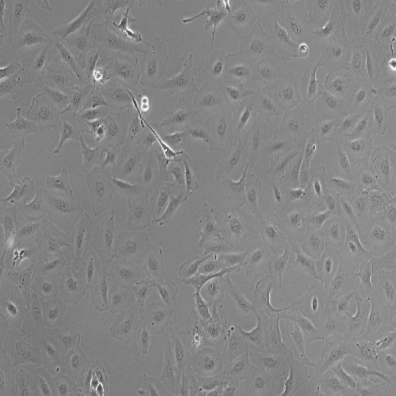 人肝星形细胞（LX-2）