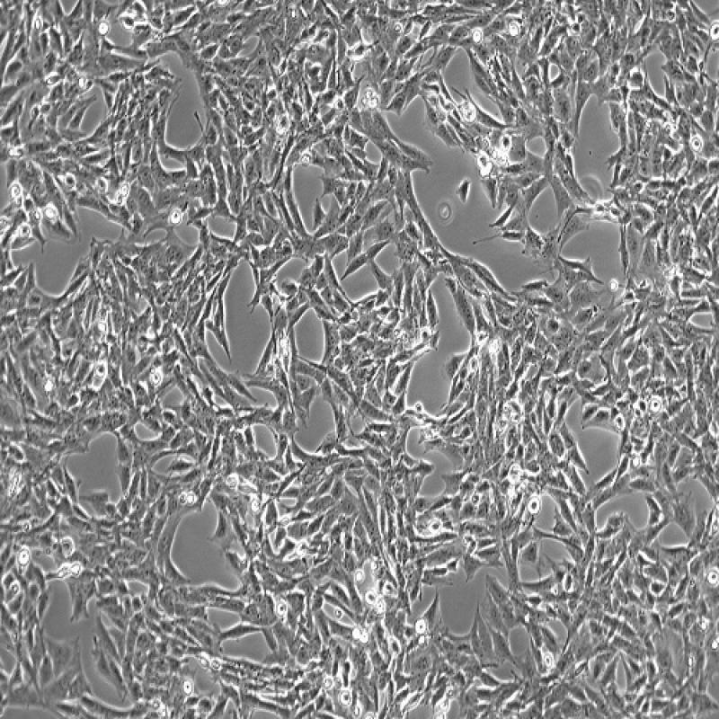大鼠脑I型星形胶质细胞 CTX...