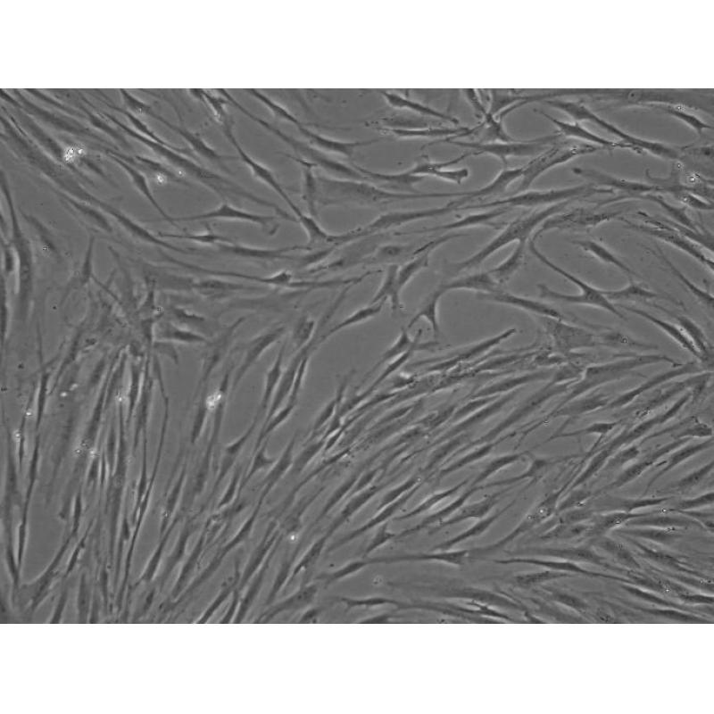 人骨髓间充质干细胞（BMSC）