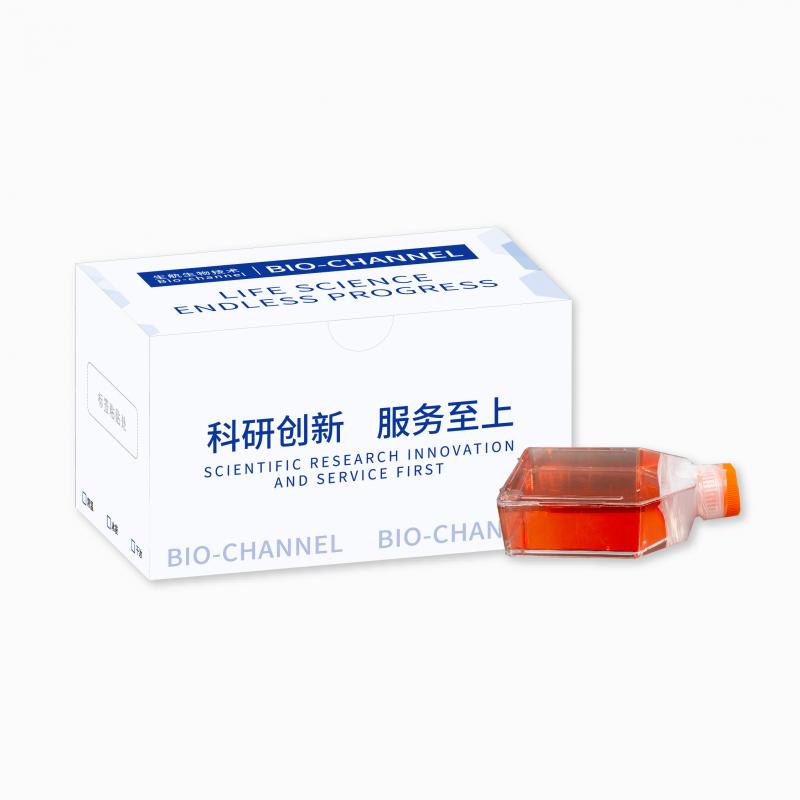 大鼠椎间盘髓核细胞